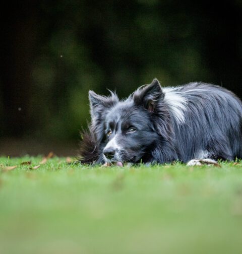 Intelligent Dog Breeds - Border Collie