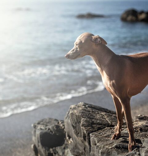 Italian Dog Breeds