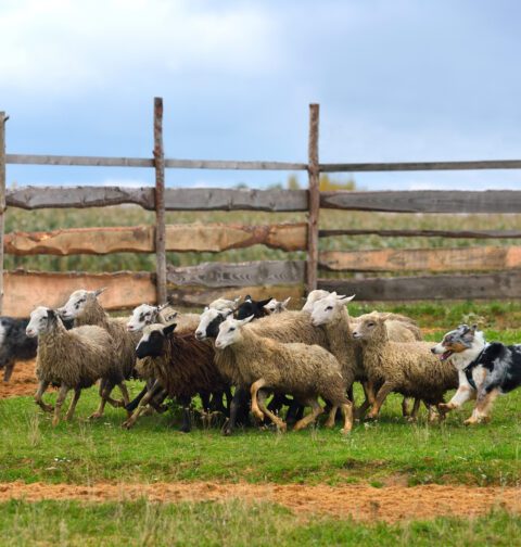 Working Dog Breeds