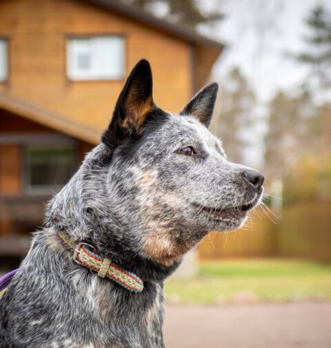 Australian Dog Breeds