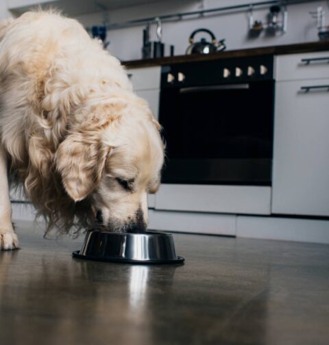 Can Dogs Eat Avocado