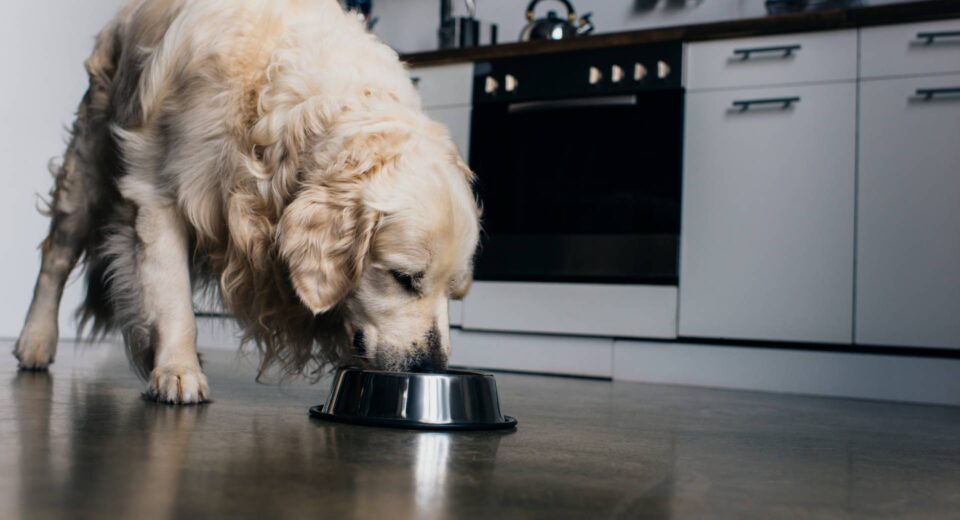 Can Dogs Eat Avocado