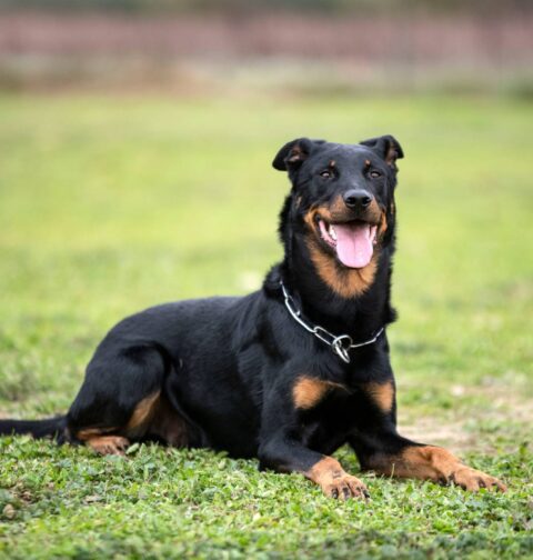 French Dog Breeds