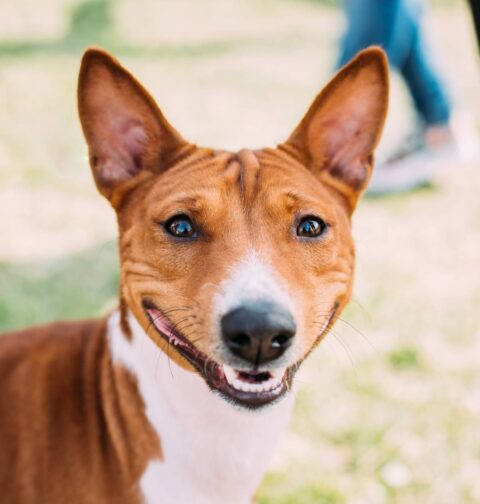 Basenji