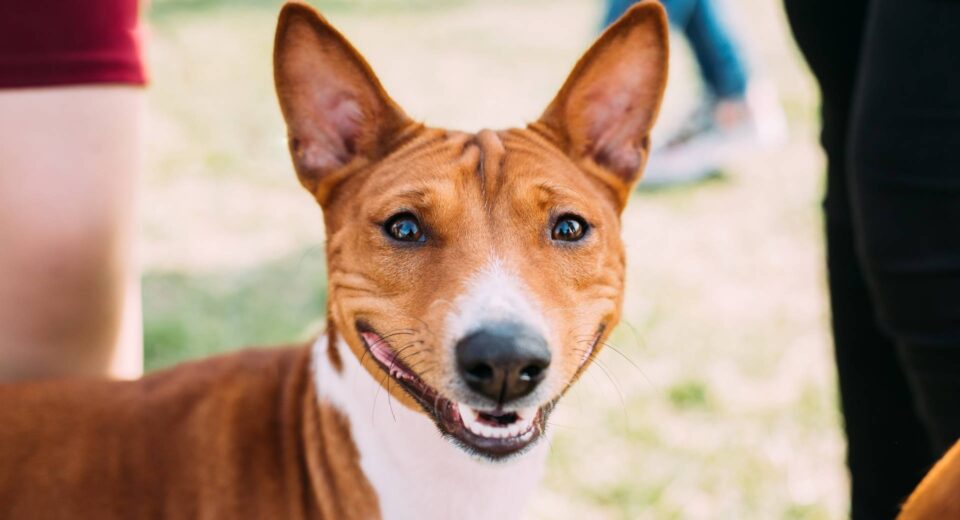 Basenji