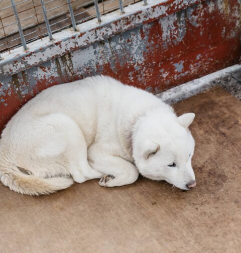 Ainu Dog