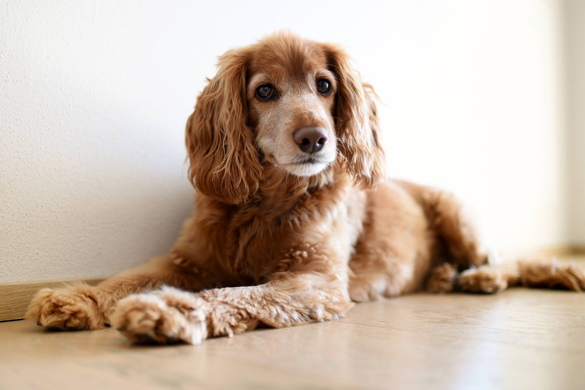 Cocker Spaniel