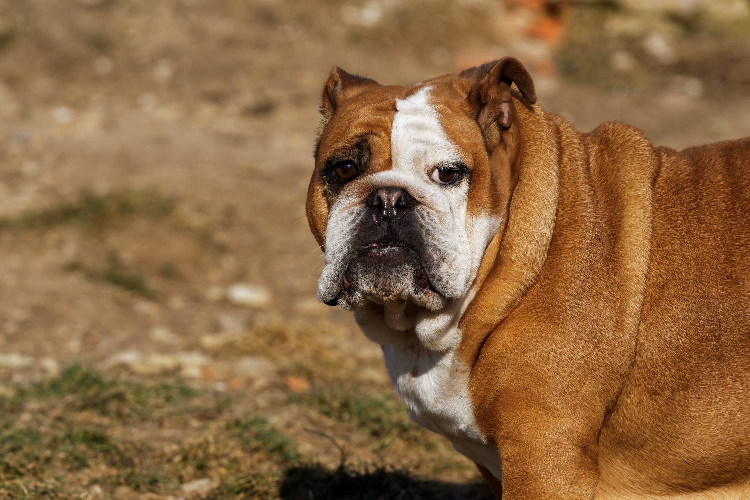 English Bulldogs