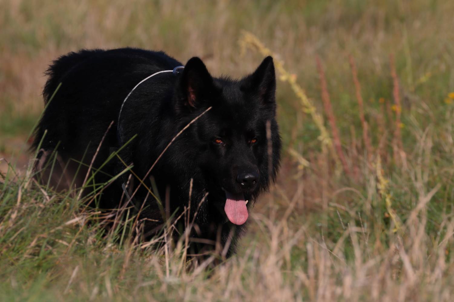 Groenendael