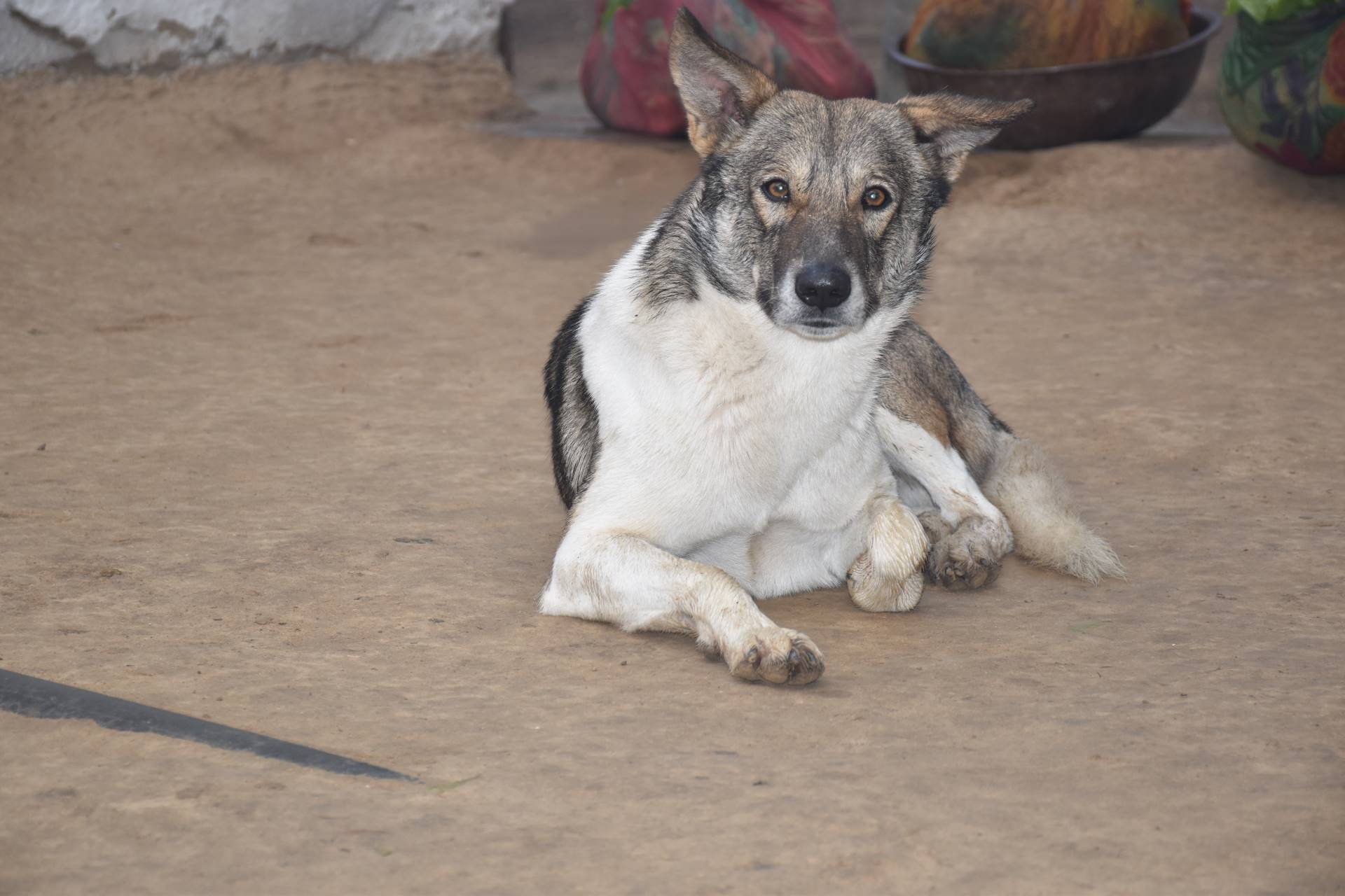 Norwegian Elkhound