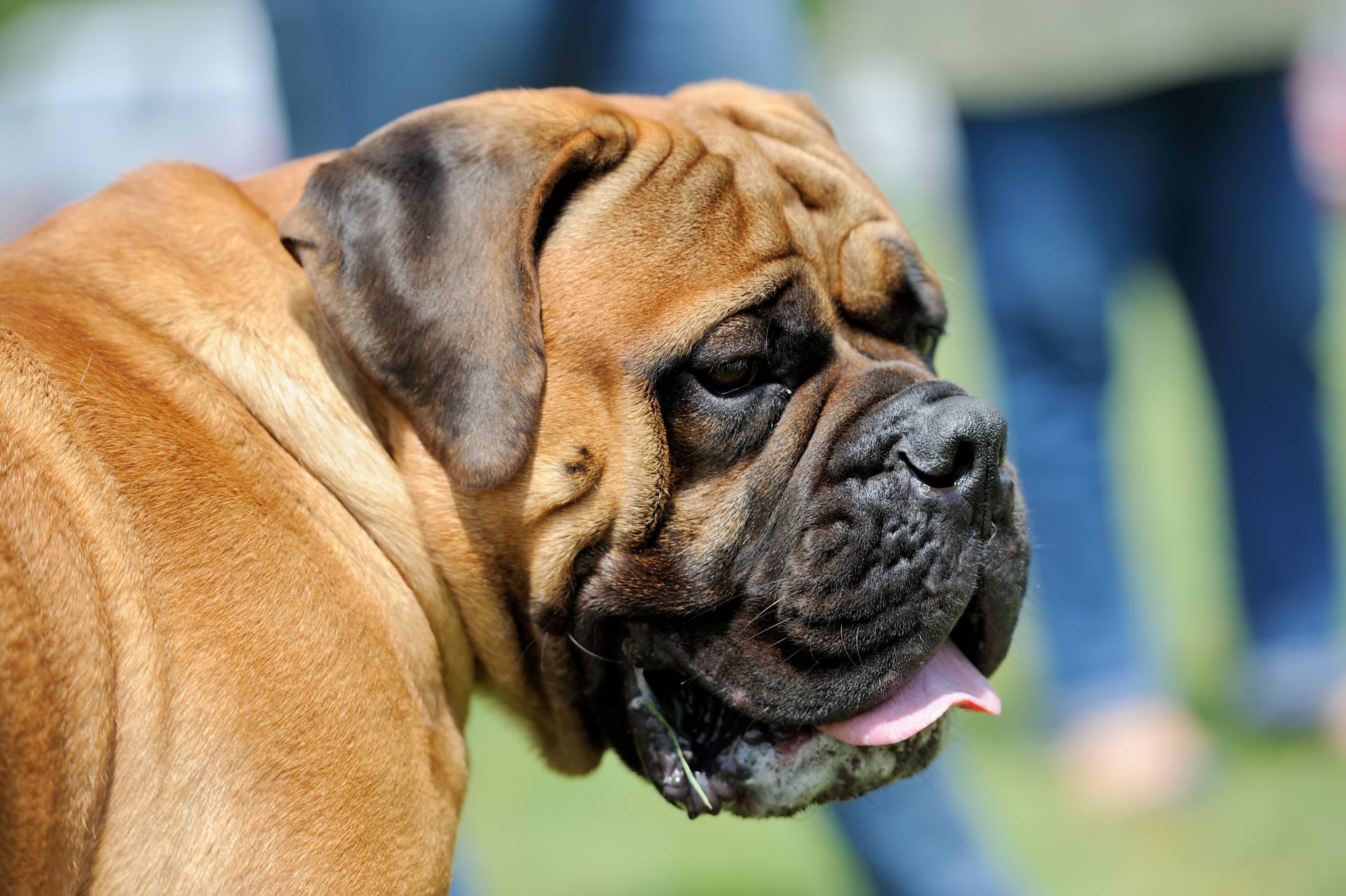 Old English Mastiff