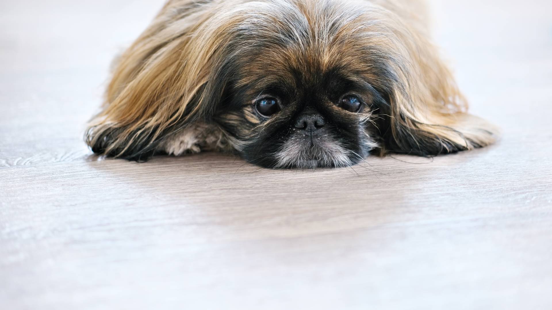 Pekinese Dogs