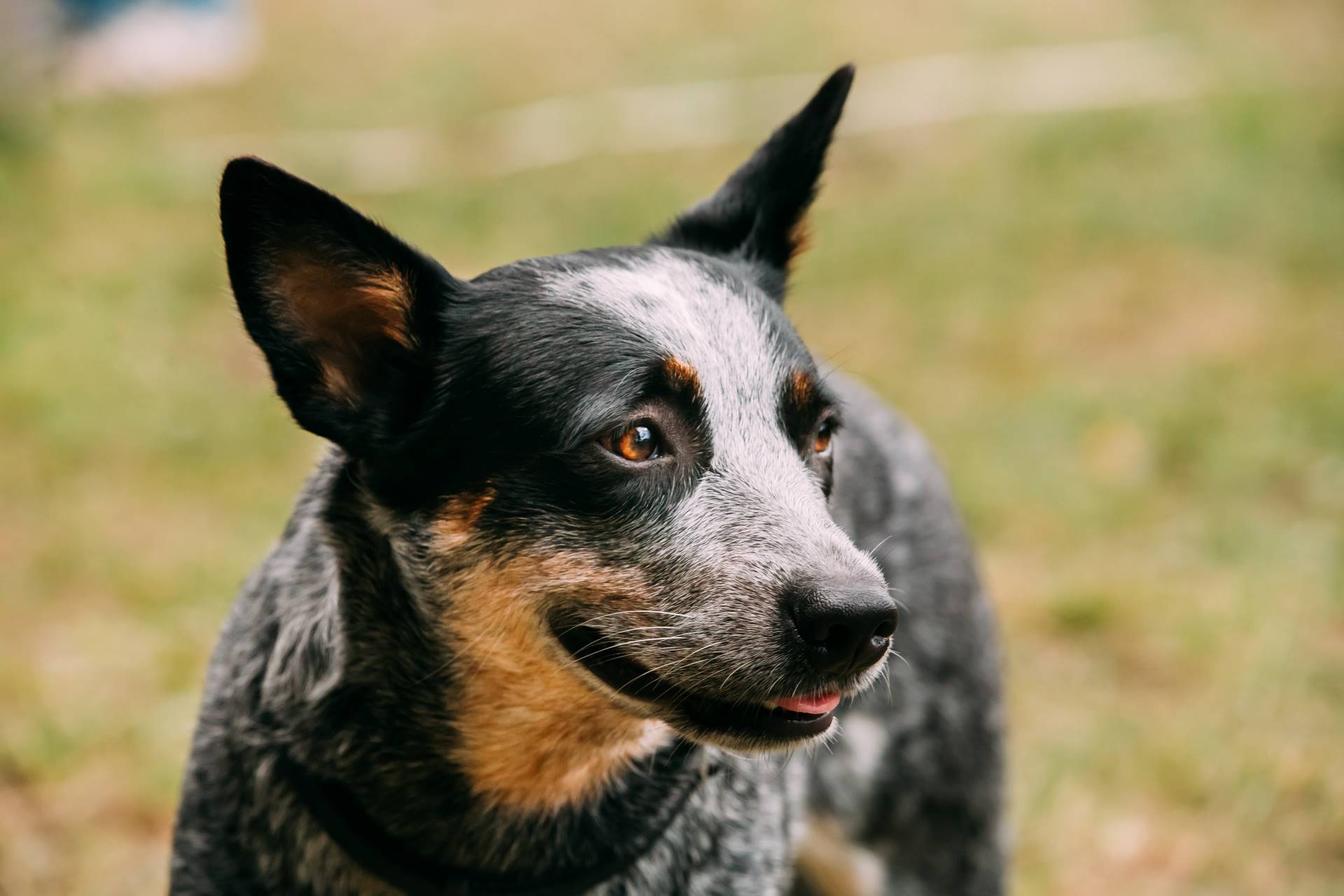 Queensland Heeler