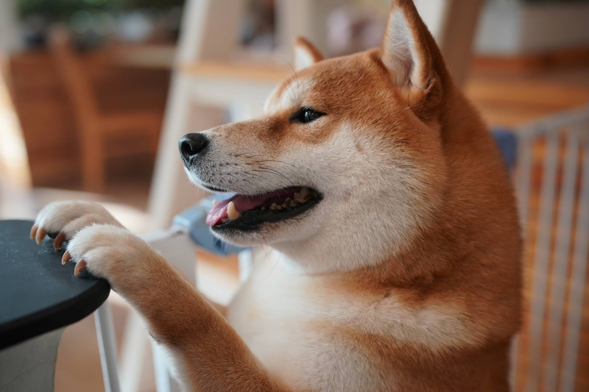 Shiba Inu