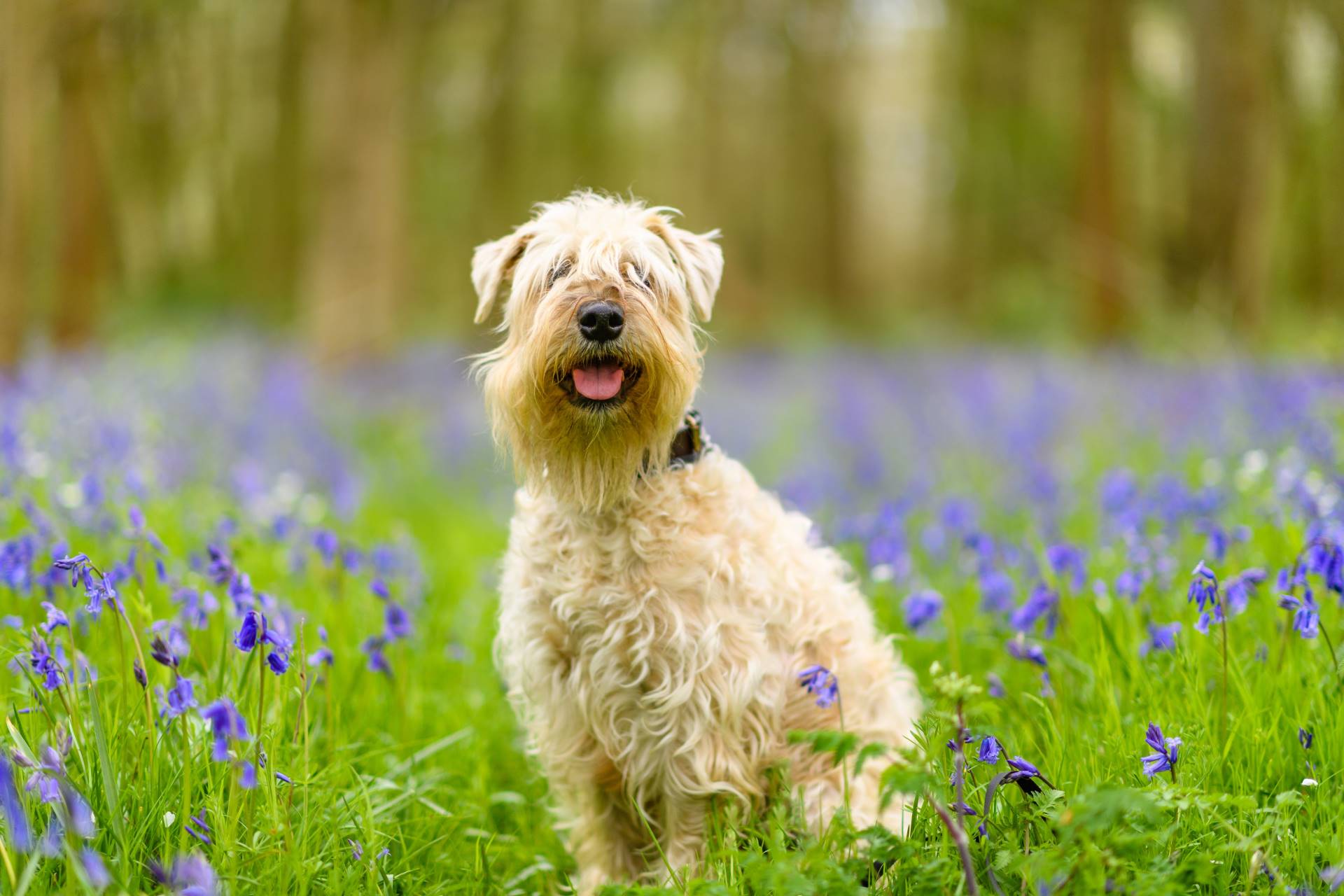 The Soft Coated Wheaten Terrier