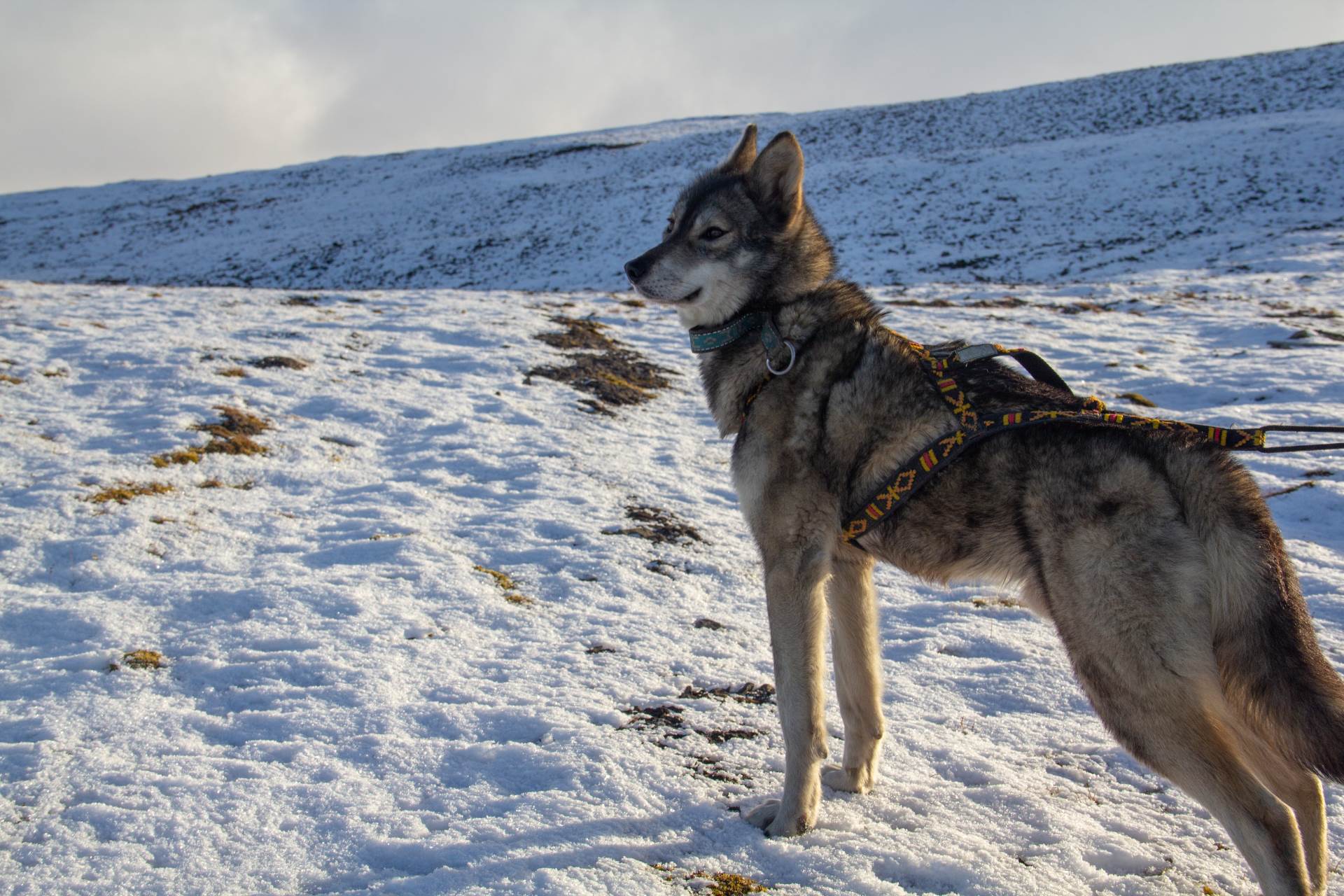 Tamaskan Dogs