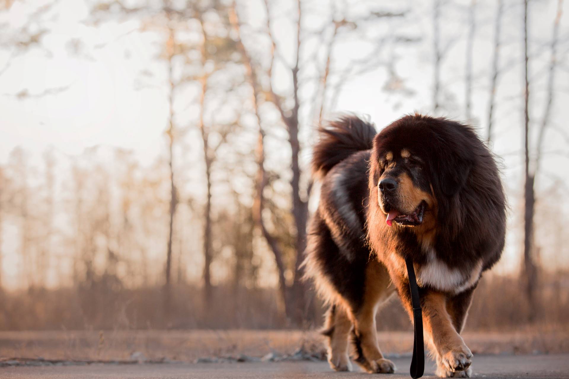 Tibetan Mastiffs