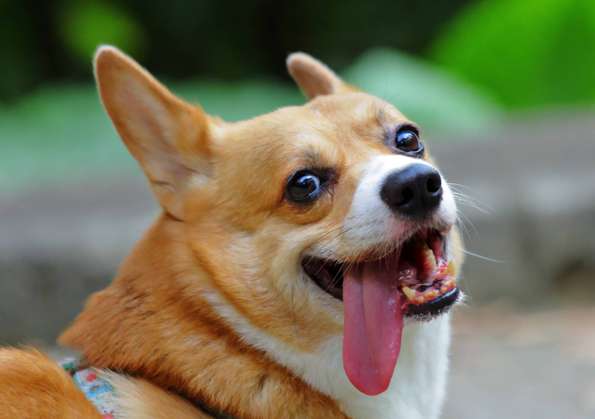 All About Welsh Corgis